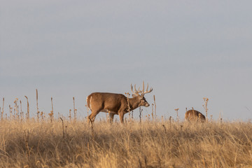 Whitetail Deer Buck During the Fall Rut