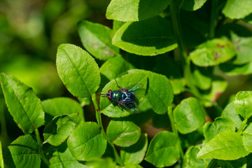 Fly on a leaf