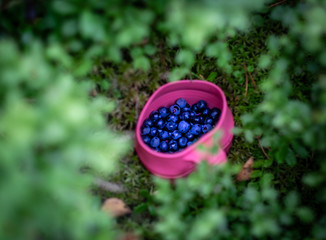 Blueberries in a cup