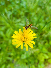 bee on flower