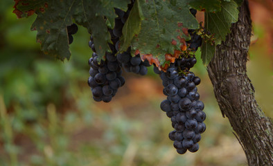 Naklejka premium Weintraube - grape - grapevine