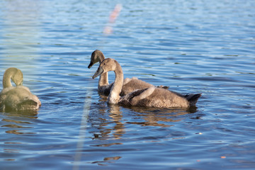 Group of swans on blue lake, largest waterfowl family, white adult, gray little swan animals