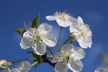 white flowers of appletree