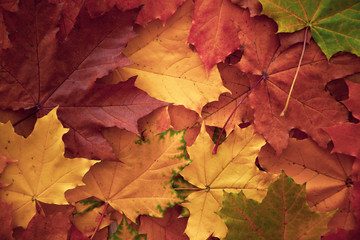 Naklejka na ściany i meble Background with autumn colorful maple leaves.
