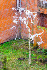 ecological disaster - pieces of polyethylene film instead of leaves