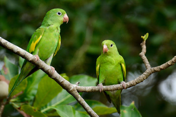 Maritacas verdes no Pantanal
