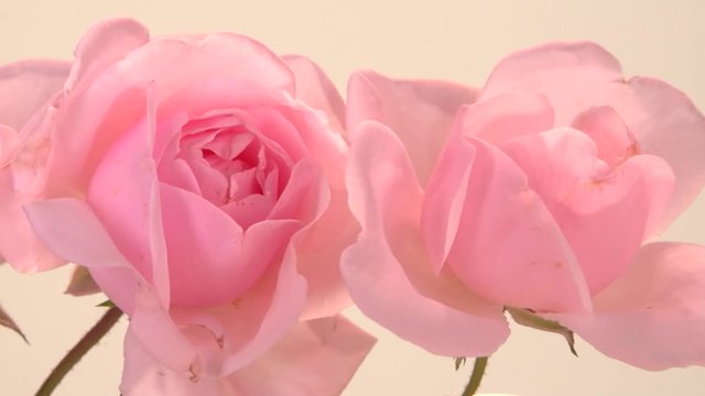 pink rose on white background. time lapse