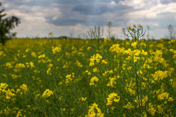 Flowering rapeseed canola or colza in the spring in the fields, the seeds of which are used in for green energy and oil industry, Ukraine is the leader in growing