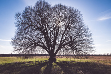 Obraz premium Alter Baum