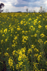 Flowering rapeseed canola or colza in the spring in the fields, the seeds of which are used in for green energy and oil industry, Ukraine is the leader in growing