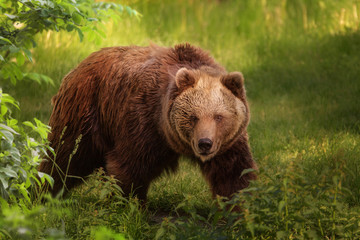 Fototapeta premium Braunbär geht durch den grünen Wald