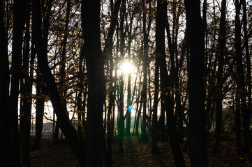 Fototapeta premium Sun through the silhouettes of trees close up