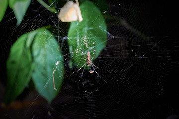 Spider in the night of Tortuguero, Costa Rica