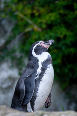 Fototapeta premium Pinguin Portrait mit dunklem unscharfen Hintergrund