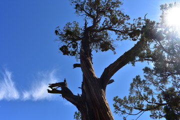 old dead tree