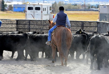 Cattle Industry: Rider is cutting steers from a herd of cattle.
