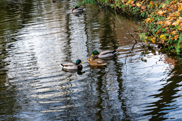 Three ducks in circle on a lake