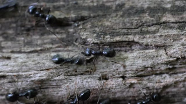 Ants busily go by recessed tree - (4K)