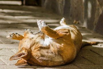 A curious brown cute dog posing for a photo shooting under a good light in the garden. He is also playing and is very cute