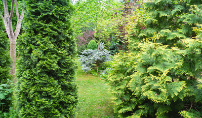 Landscaped garden with Thuja occidentalis Smaragd (northern or eastern white cedar) in left and Thuja occidentalis Aurea in right. Interesting nature concept for background design. Selective focus.