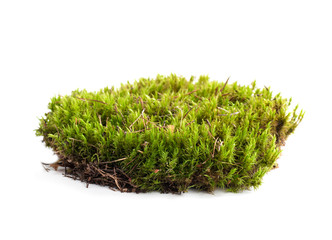 green moss sphagnum closeup isolated