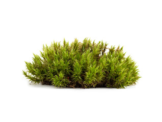 green moss sphagnum closeup isolated - obrazy, fototapety, plakaty