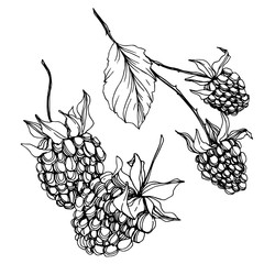 Blackberry healthy food. Black and white engraved ink art. Isolated blackberry illustration element.