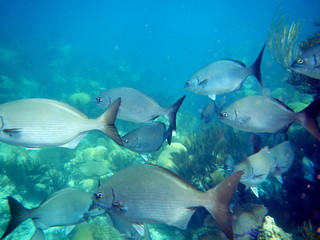 Fototapeta na wymiar tropical fish bermuda