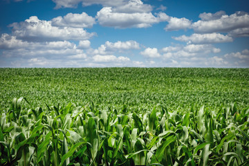 Fototapeta na wymiar Wisconsin Corn