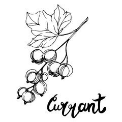 Vector Currant healthy food. Black and white engraved ink art. Isolated berry illustration element.