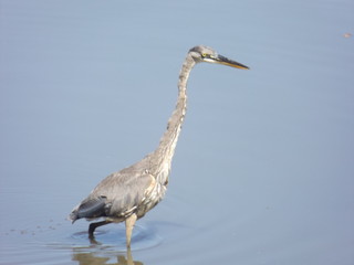 great blue heron in water