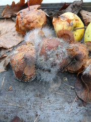 rotting apples overgrown with a fungus similar to an old man's gray beard.