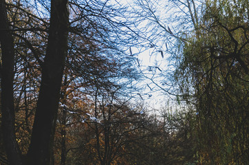 Dark forest, seagulls and blue sky