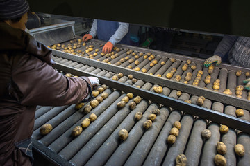 storage and sorting of potatoes, warehouses