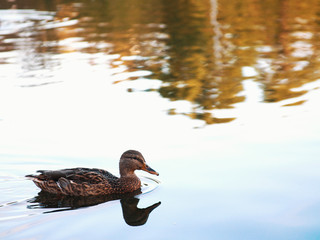 Male mallard swimming on a pond with clear water in search of food. Beautiful wildlife photos.