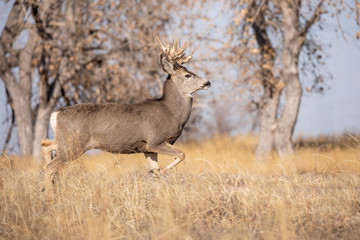 Mule Deer Buck During the Fall Rut