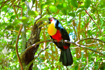 Tucano