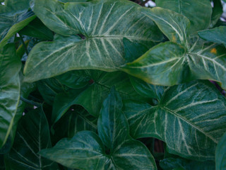 Fototapeta premium large green leaves. leaf design background