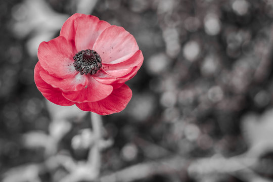 Beautiful image of a red poppy with grey blurred background in the garden, macro high detailed of the flower's black pistils. the light and bokeh effect is beautiful and artistic