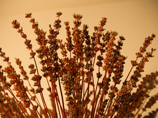 Texture of dry grass, bouquet of dried flowers on orange background. Front view