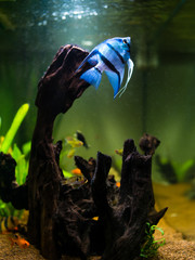 Fototapeta na wymiar Blue angelfish swimming in a comunitary tropical aquarium