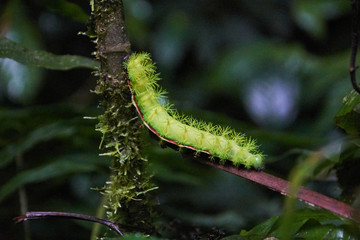 Fototapeta premium a giant green butterfly larva in the Monteverde Cloud Forest Reserve, Costa Rica