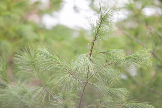 green pine branches closeup - Image