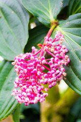 Nature, butterfly, flowers