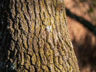bark of a tree with lichen 