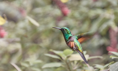 a hummingbird in the Monteverde Cloud Forest Reserve, Costa Rica