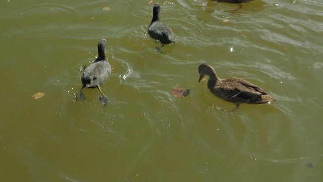 Ducks dive under water for feed coot duck eat food swim in the pond