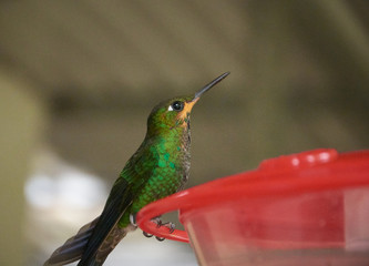 a hummingbird in the Monteverde Cloud Forest Reserve, Costa Rica
