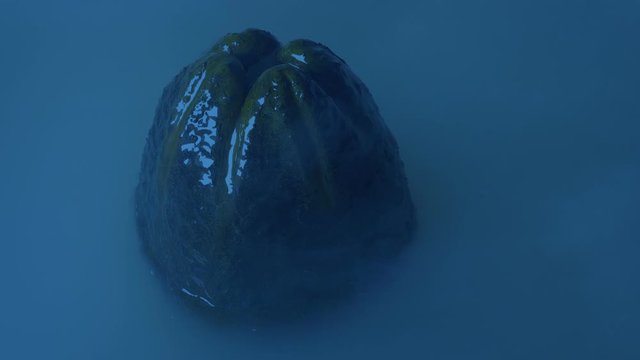 Mist Rushes Over Alien Egg Submerged In Water
