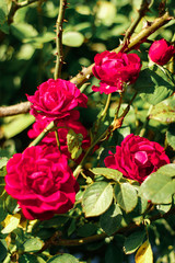 Fototapeta na wymiar roses in my yard